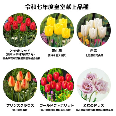 チューリップ球根 皇室献上品種セット