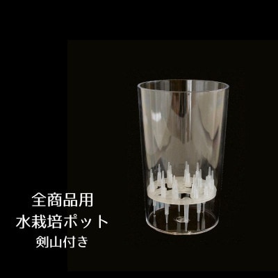 【1月発送】冬咲きチューリップ水耕栽培キット(チューリップ水耕栽培キット)