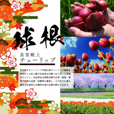 チューリップ球根 皇室献上品種セット