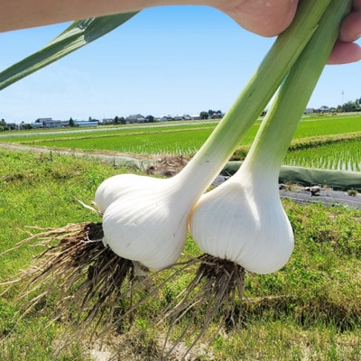 富山県産熟成黒にんにく 100g×3袋