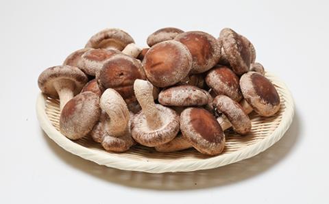 生椎茸約1キログラム箱入り【配送不可地域：離島】