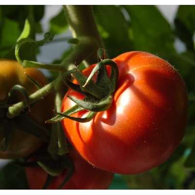 感動のフルーツトマト「深層水トマト」3キロ【配送不可地域：離島】