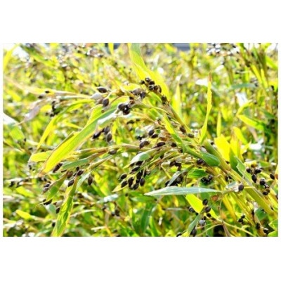 富山はとむぎ茶350ml×24本