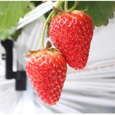 【いちご砂糖】フリーズドライいちご入りグラニュー糖　2個セット