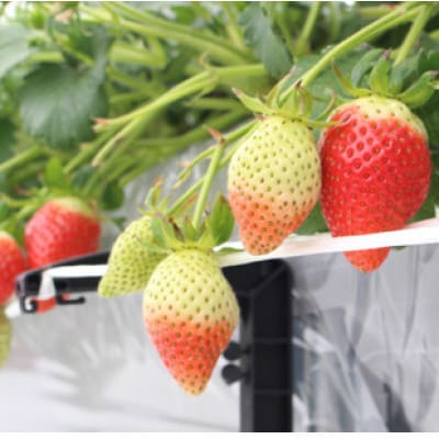 宇川農産「いちご狩り」入園券(大人1名)