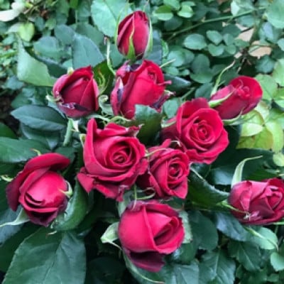 【毎月定期便】朝摘みローズブーケ(バラの切り花10本)全3回