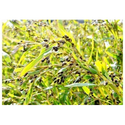 富山はとむぎ茶ティーバッグ(32包×4袋)