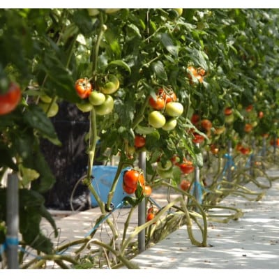 フルーツトマト「深層水トマト」2キロ【配送不可地域：離島】
