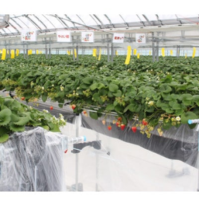 宇川農産「いちご狩り」入園券(大人2名)