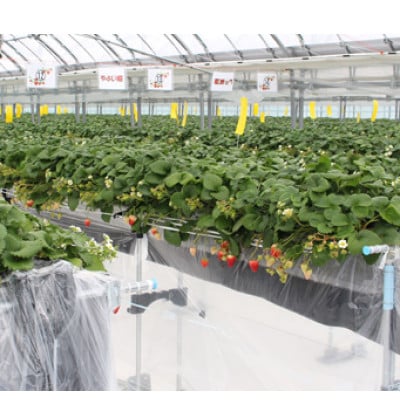 【いちご砂糖】フリーズドライいちご入りグラニュー糖　2個セット