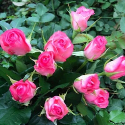 【毎月定期便】朝摘みローズブーケ(バラの切り花10本)全3回