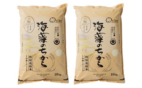 特別栽培米20kg (精米/ミルキークイーン10kg×2)