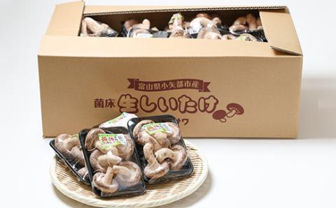 生しいたけ(パック)30P箱入り【配送不可地域：離島】