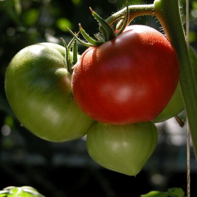 深層水トマトジュース小瓶30本