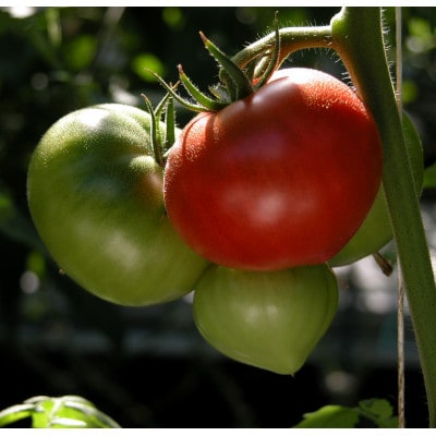 お試しサイズ!フルーツトマト「深層水トマト」約700g