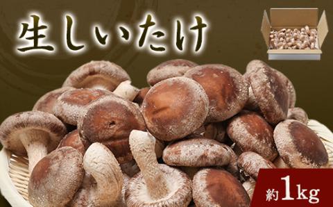 生椎茸約1キログラム箱入り【配送不可地域：離島】