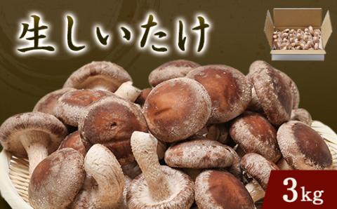 生しいたけ(バラ)3キロ箱入り【配送不可地域：離島】