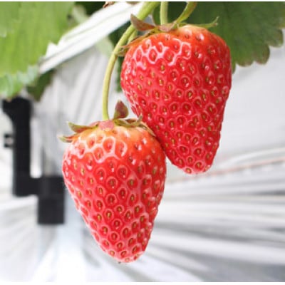 宇川農産「いちご狩り」入園券(大人1名)