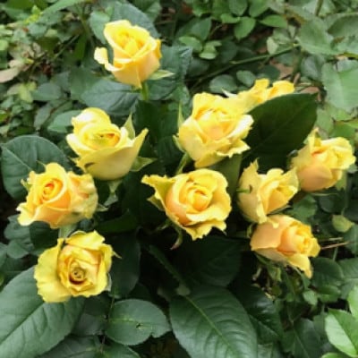 【毎月定期便】朝摘みローズブーケ(バラの切り花10本)全3回