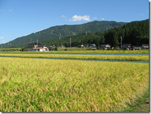 令和6年産 越中井波八乙女米 30kg 30kg