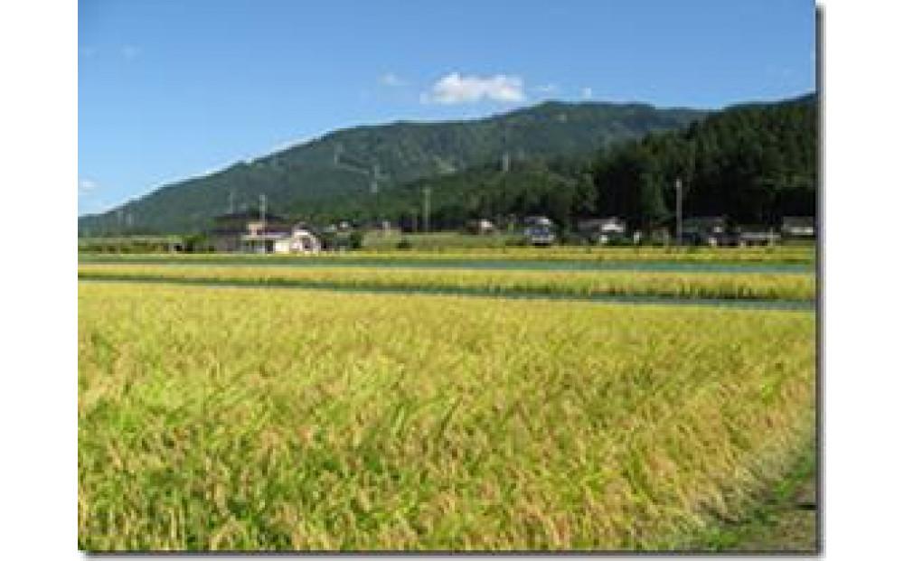 令和6年産 越中井波八乙女米　10kg×6袋（定期便） 【定期便】10kg×6袋