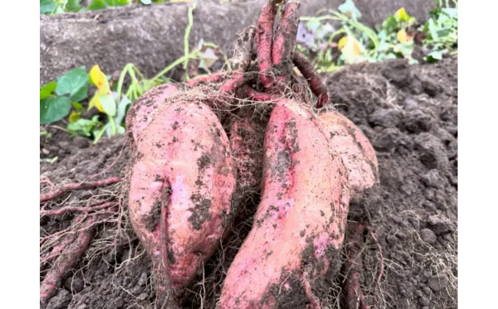 安納芋　5kg　富山県