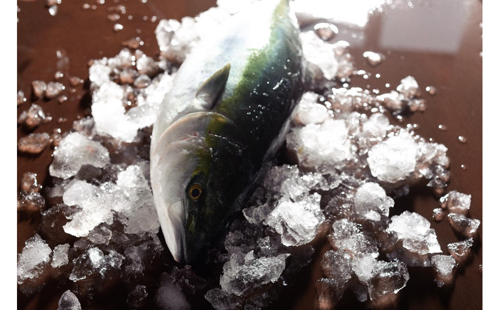 天然ぶり使用！ぶりトロしゃぶしゃぶ用スライス　220ｇ×3皿