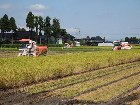 【令和7年産】富山県産こしひかり　育（はぐくみ）白米　5キロ×２個セット《南砺の逸品》 10kg（内容量5kg×2袋）