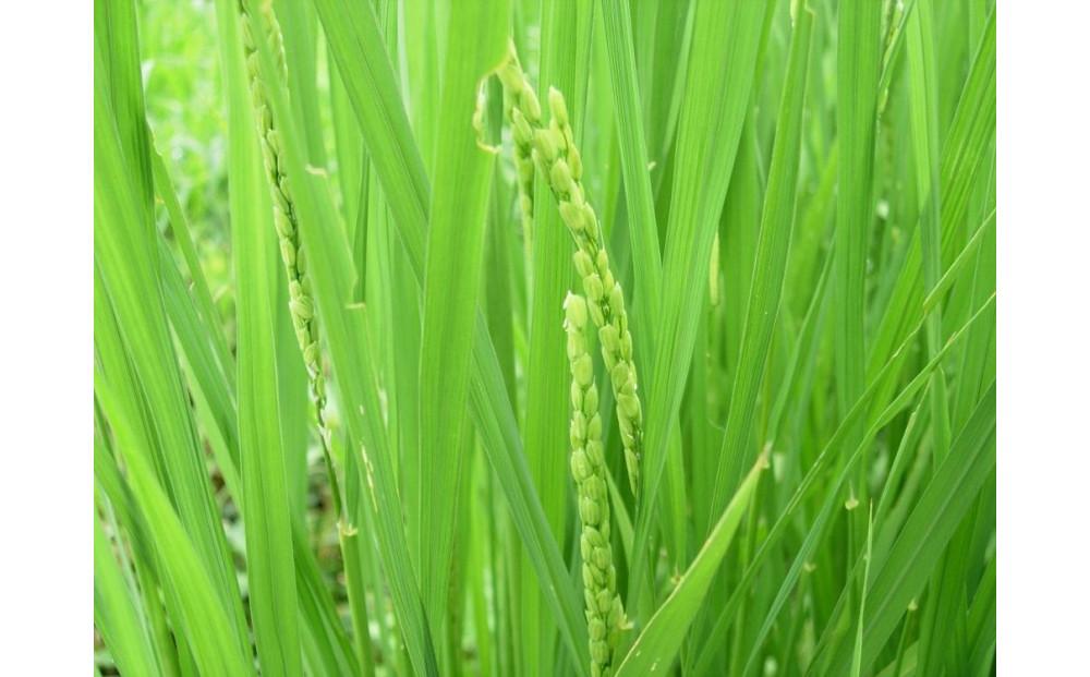 【令和7年産】使いきりパック  富山県産こしひかり 　育（はぐくみ）  白米300ｇ（2合）5個セット《南砺の逸品》