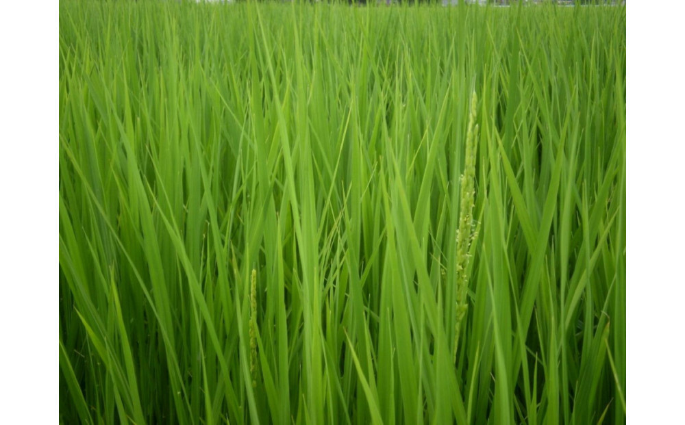 【令和7年産】富山県産こしひかり 育　引越しご挨拶B　白米450ｇ（3合）×5袋セット　《南砺の逸品》