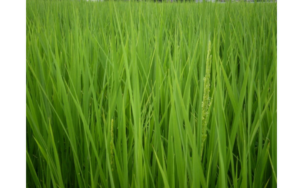 【令和7年産】富山県産こしひかり 育　引越しご挨拶A　白米450ｇ（3合）×5袋セット 【名前入れ】　《南砺の逸品》