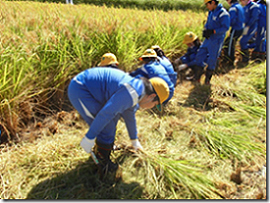 令和6年産 越中井波八乙女米　5kg×6袋（定期便） 【定期便】5kg×6袋