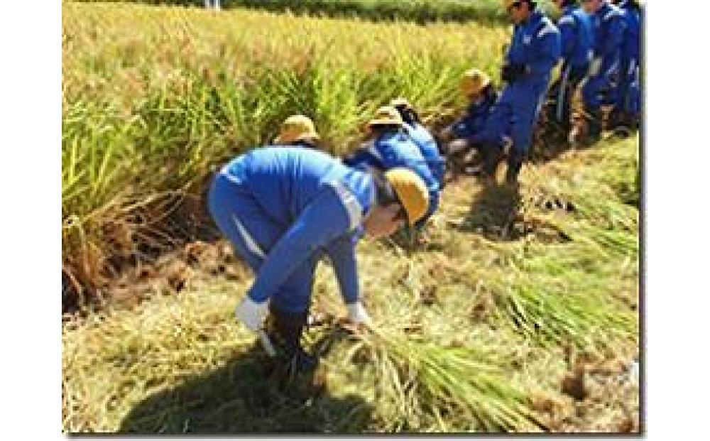 令和6年産 越中井波八乙女米　10kg×6袋（定期便） 【定期便】10kg×6袋