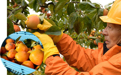 富山あんぽ柿 4L 6個入り 《南砺の逸品》