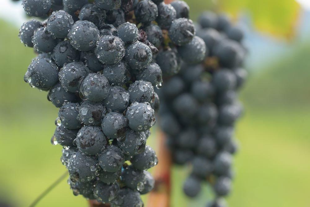 ＜ギフト向け＞ドメーヌボー　ルージュ2022【受賞ワイン】