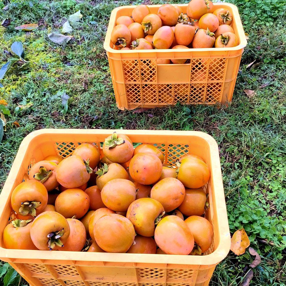 【半熟生とろ食感】ほんだ屋のあんぽ柿（3個または4個入り）