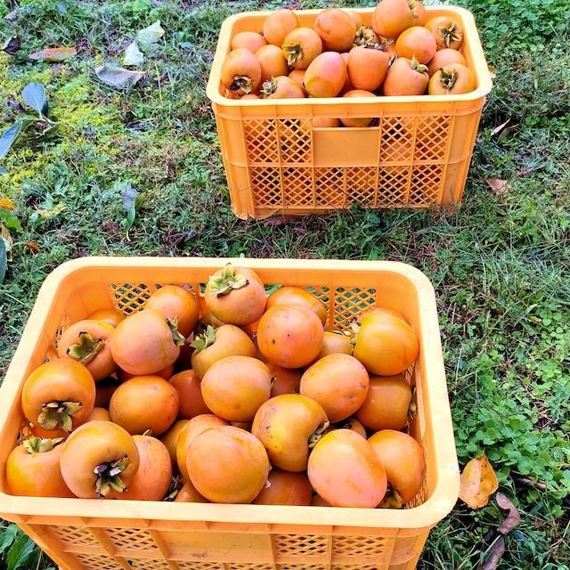 【半熟生とろ食感】ほんだ屋のあんぽ柿（4個または3個入り）2セット