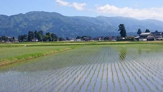 【令和7年産】厳選 　富山県産こしひかり　育（はぐくみ）白米２個セット　2kg×2個《南砺の逸品》 厳選　4kg（内容量2kg×2個）