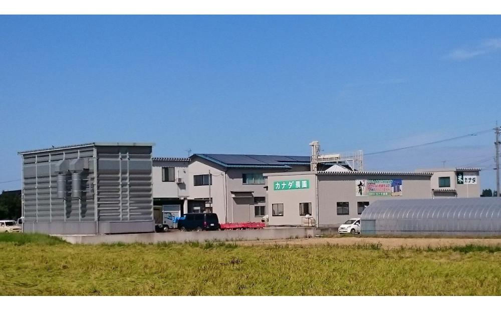 【令和7年産】使いきりパック  富山県産こしひかり 　育（はぐくみ）  白米300ｇ（2合）5個セット《南砺の逸品》