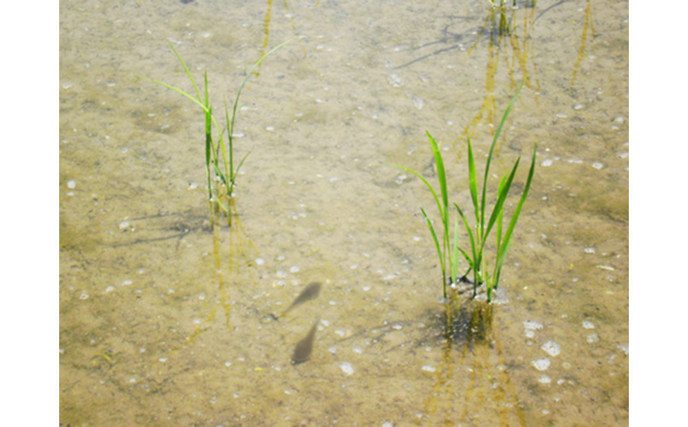 【令和7年産】富山県産こしひかり 育　引越しご挨拶B　白米450ｇ（3合）×5袋セット 【名前入れ】　《南砺の逸品》