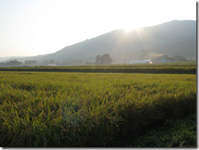 令和6年産 越中井波八乙女米　5kg×6袋（定期便） 【定期便】5kg×6袋