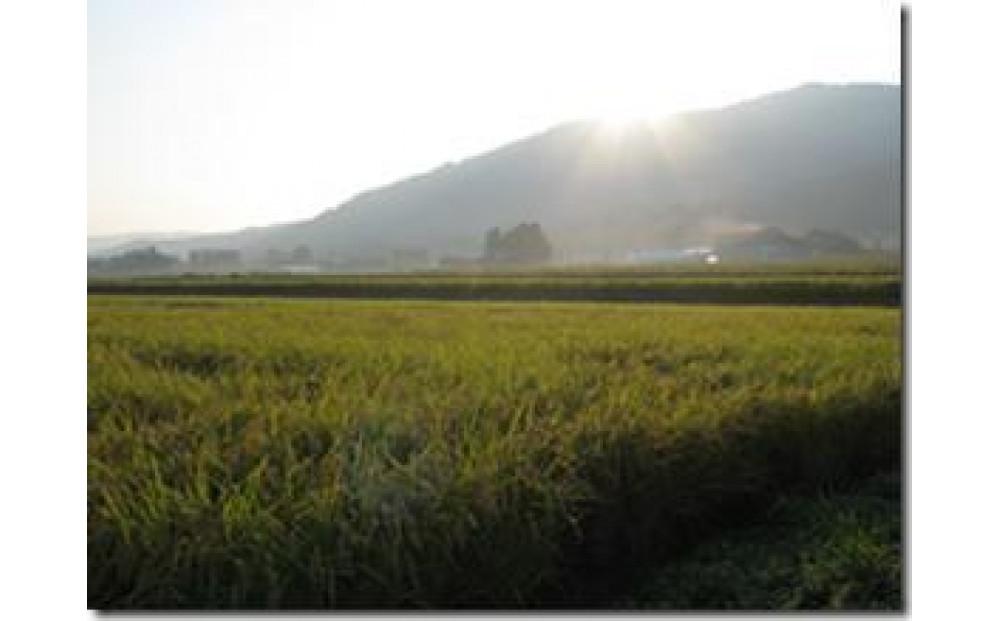 令和6年産 越中井波八乙女米　10kg×6袋（定期便） 【定期便】10kg×6袋