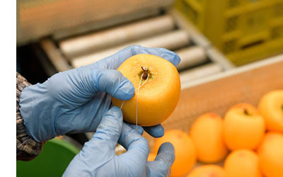 富山あんぽ柿 4L 6個入り 《南砺の逸品》