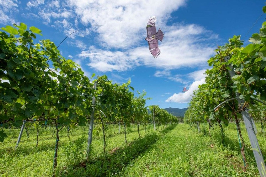 ドメーヌボー 立野原 hineri オレンジ 2023