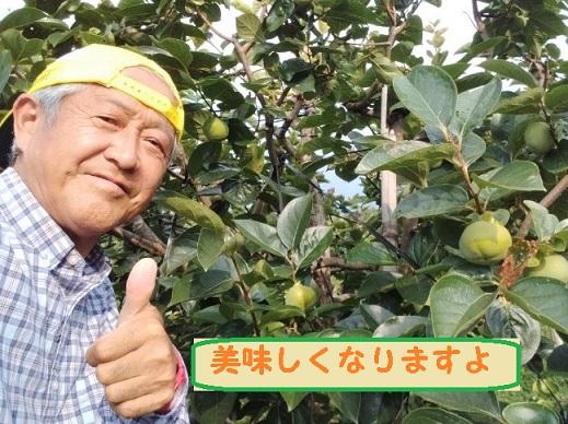 甘柿　太秋柿4L×8個入（2.45kg以上） 白箱入り【2025年10月17日頃より発送】