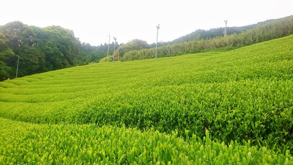 ラベンダーアールグレイ京番茶プレミアムボトルティー明薫セット