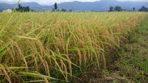 定期便・６回  富山県産こしひかり 育（はぐくみ）玄米３０kg《南砺の逸品》