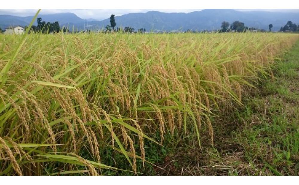 【令和7年産】赤ちゃんプリントパック  富山県産こしひかり 　育（はぐくみ）  白米（4,000gまで）《南砺の逸品》