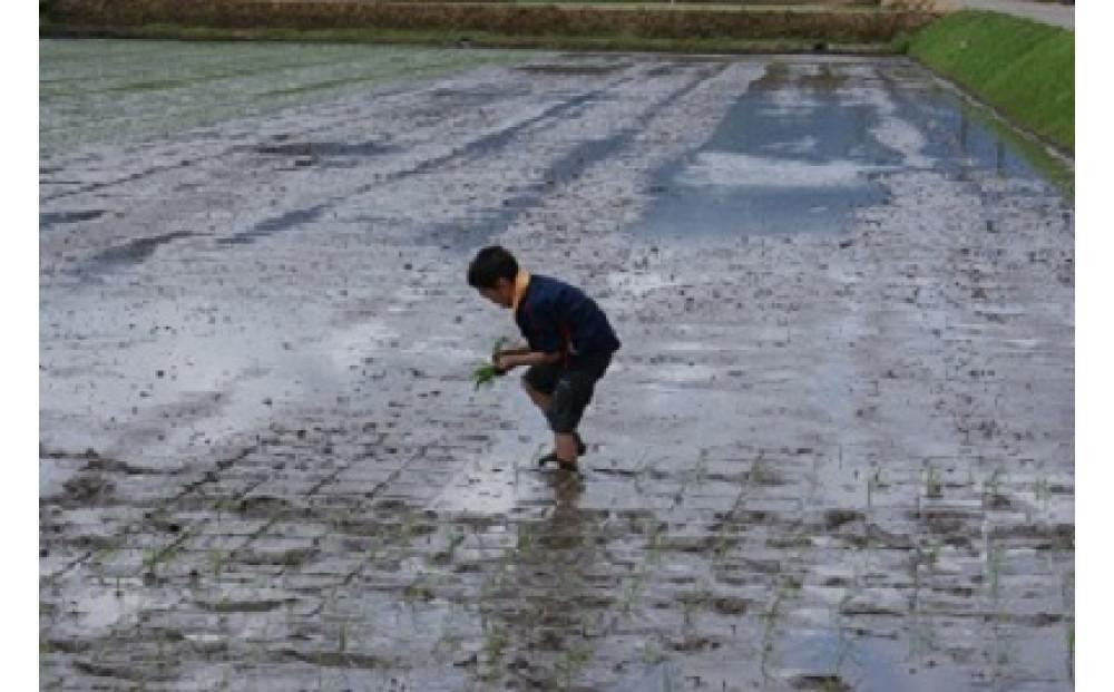【令和7年産】定期便・隔月６回  富山県産こしひかり 育（はぐくみ）白米１０kg×２袋《南砺の逸品》