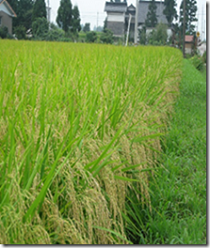 令和6年産 越中井波八乙女米　5kg×6袋（定期便） 【定期便】5kg×6袋